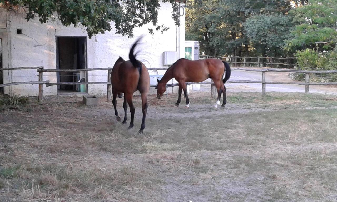 Ferme Equestre Des Abrons Villa Pailloles Екстериор снимка